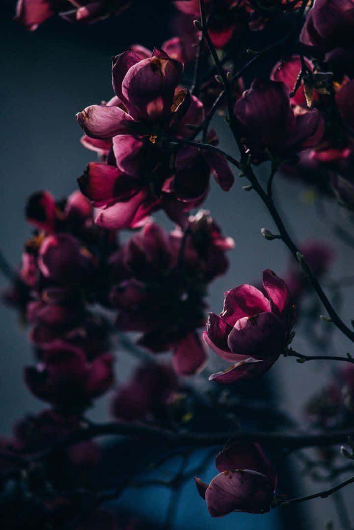 Burgundy Flower, magenta magnolia blossoms, twilight sky, SD Phone Wallpaper