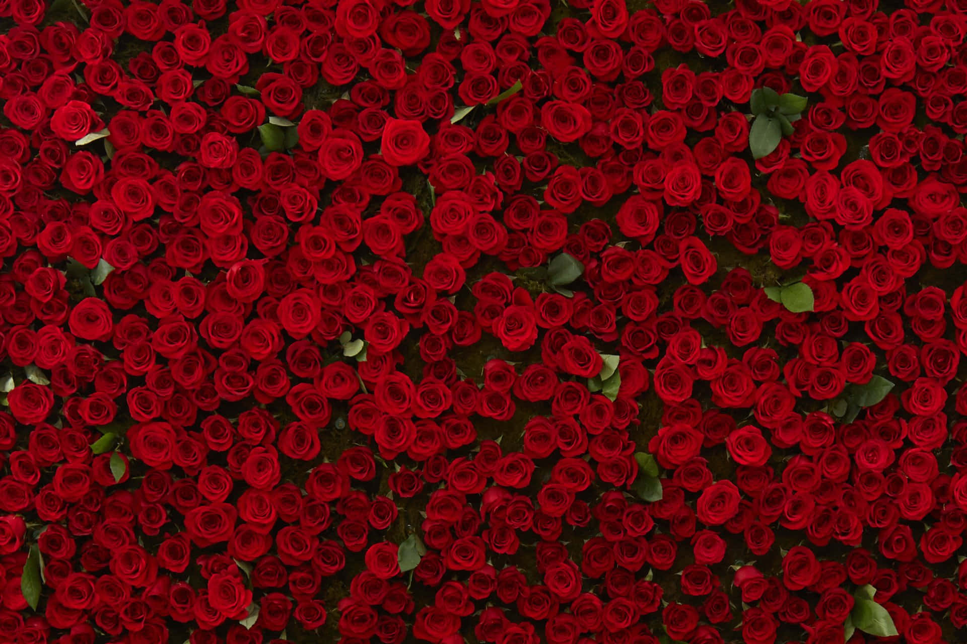 Burgundy Roses, vibrant red roses, dark green leaves, Full HD Desktop Wallpaper