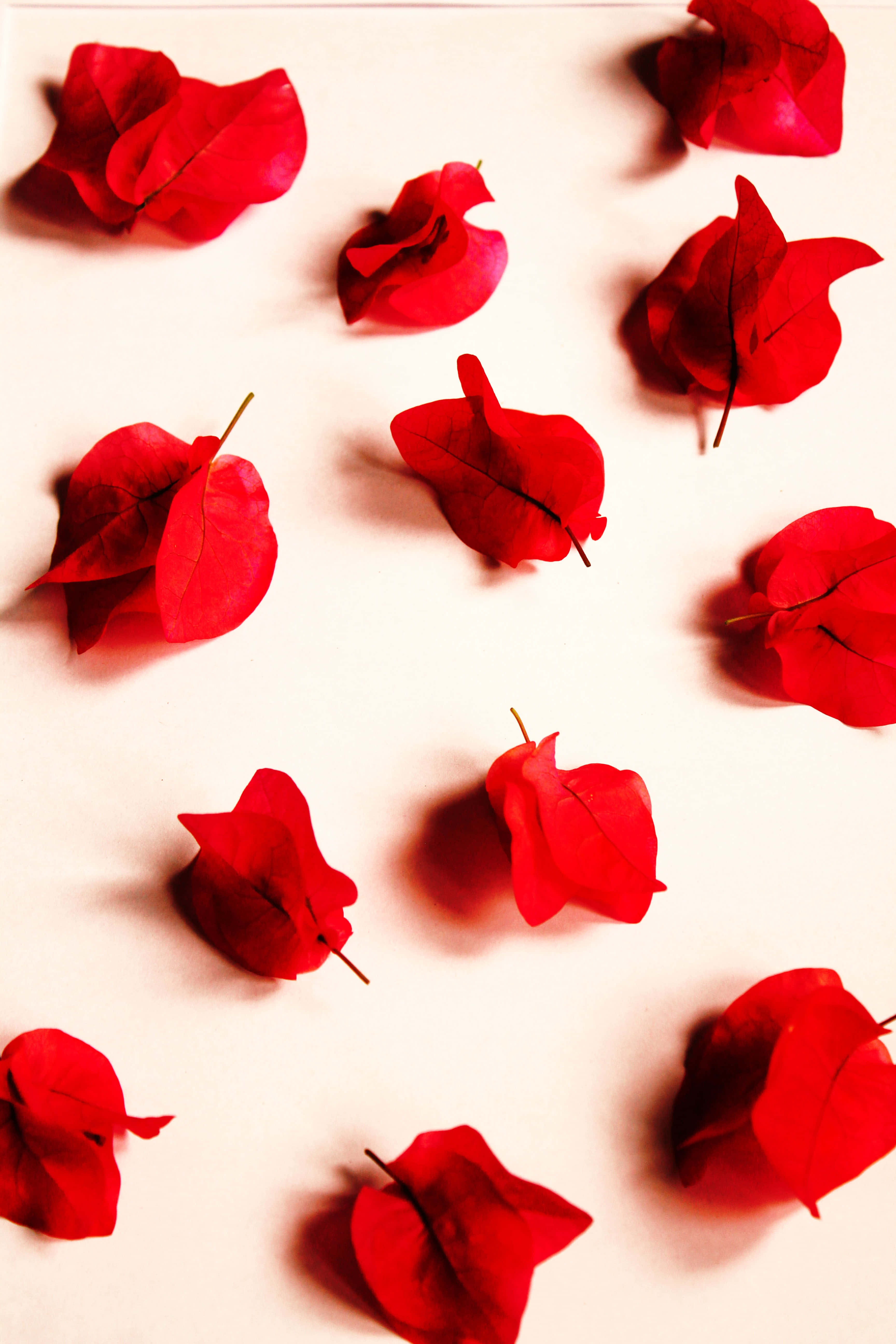 Burgundy Flower, vivid red bougainvillea, soft cream background, 5K Phone Wallpaper