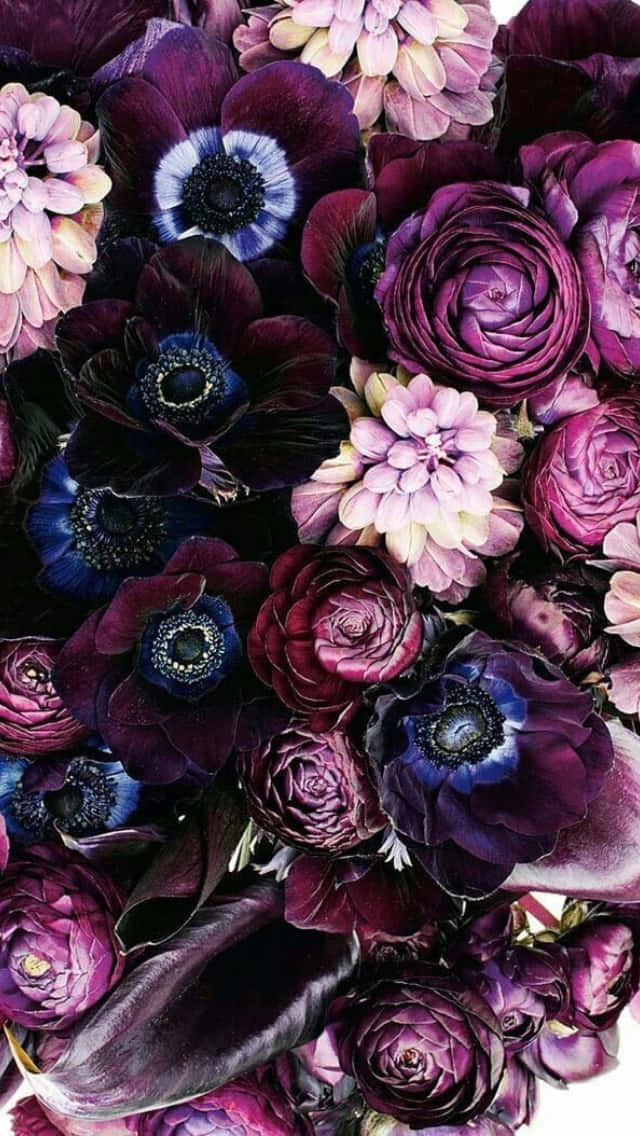 burgundy flower, deep purple anemones, ranunculus, SD Phone Wallpaper