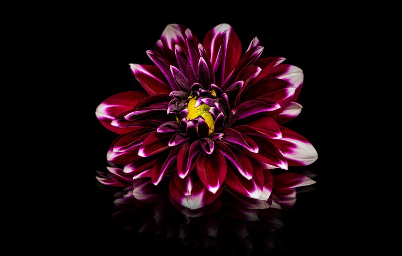 burgundy flower, vivid burgundy flower, purple dahlia, HD Desktop Wallpaper