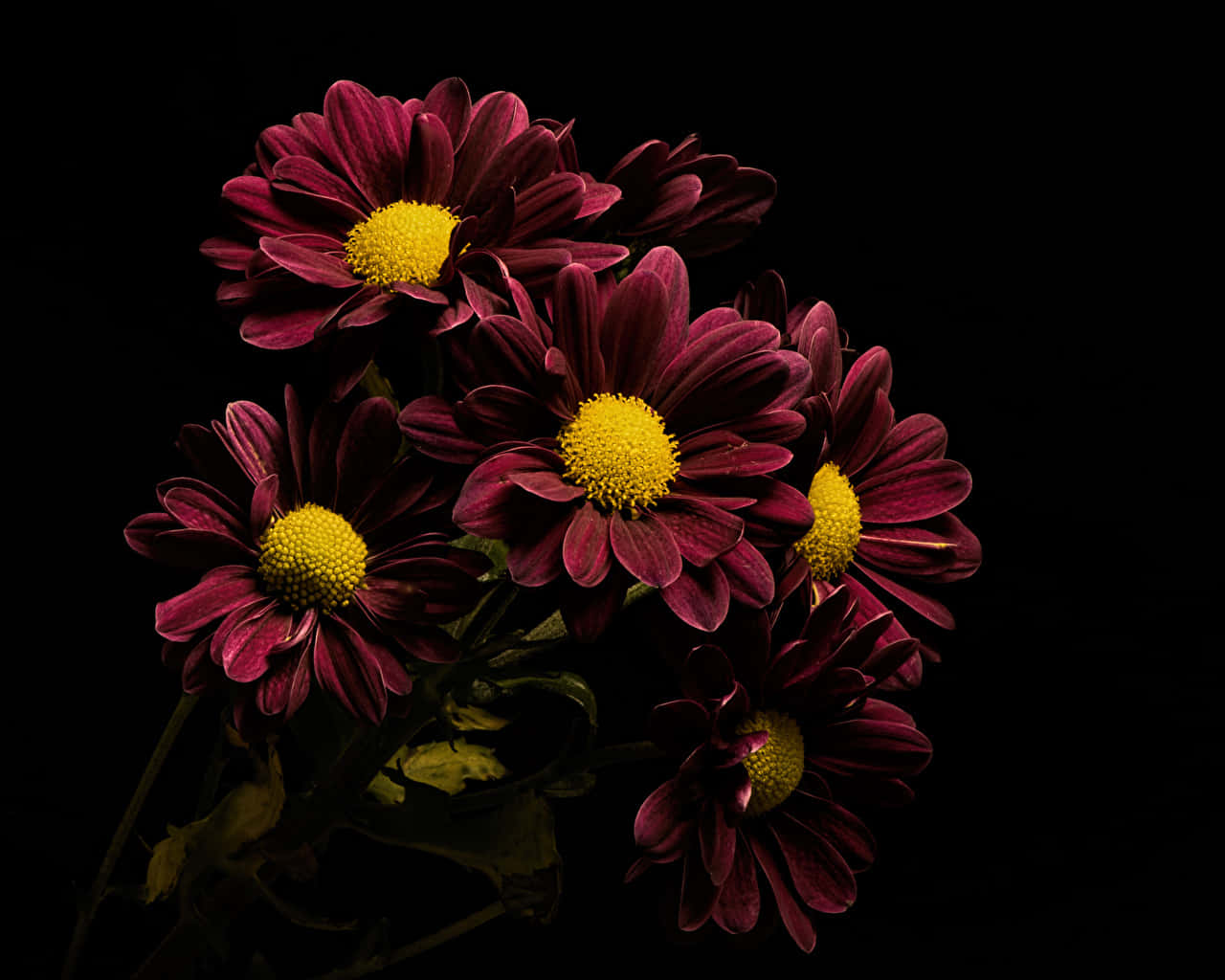 burgundy flower, deep burgundy chrysanthemums, bright yellow centers, HD Desktop Wallpaper