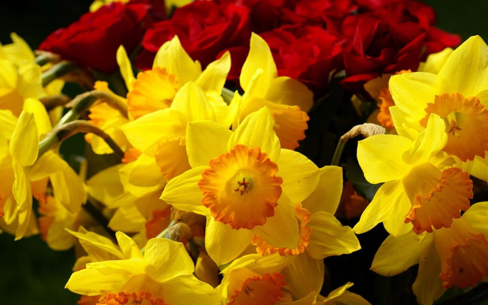 burgundy flower, vibrant yellow daffodils, orange centers, Full HD Desktop Wallpaper