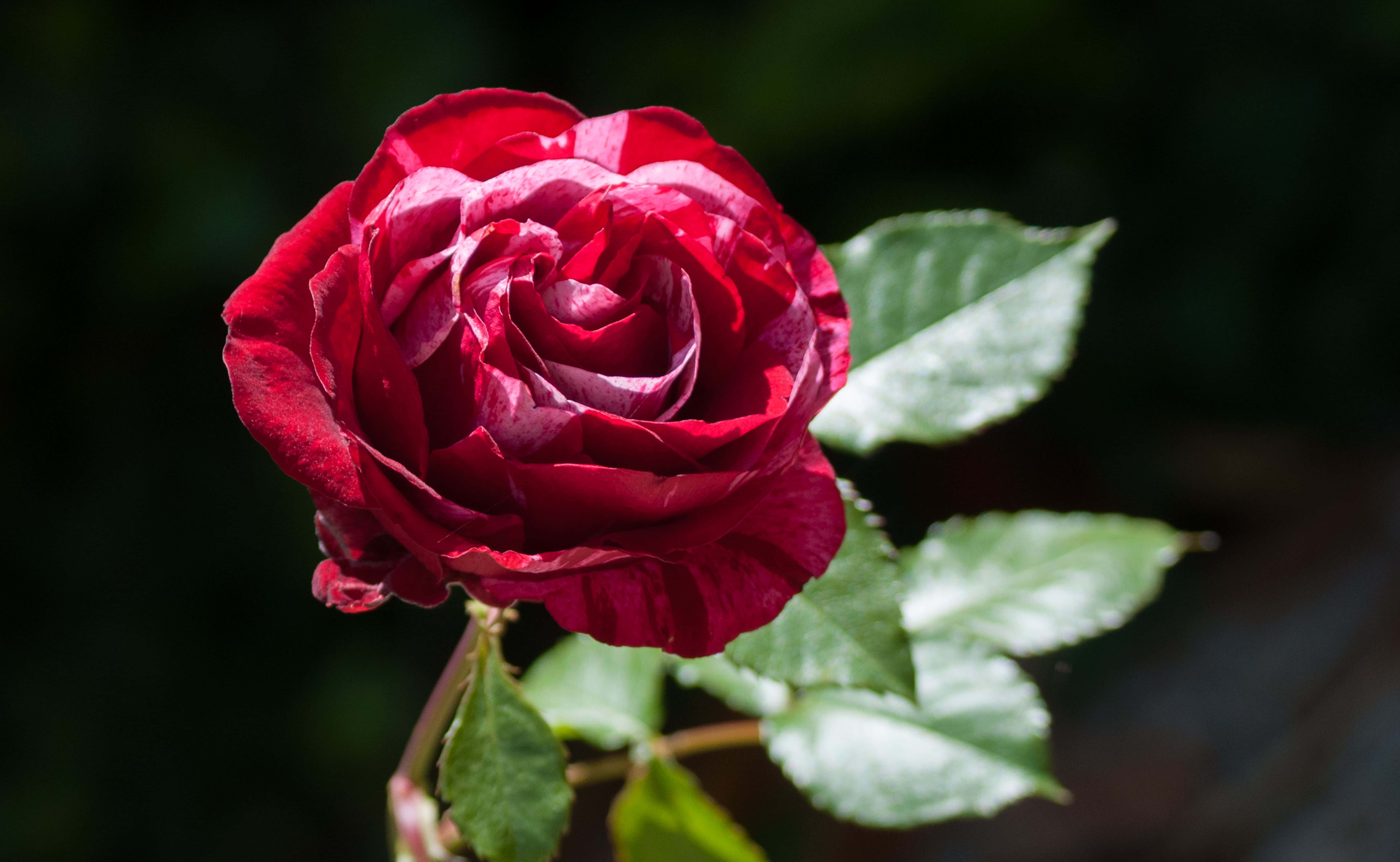 red rose, deep red, layered petals, 5K Desktop Wallpaper