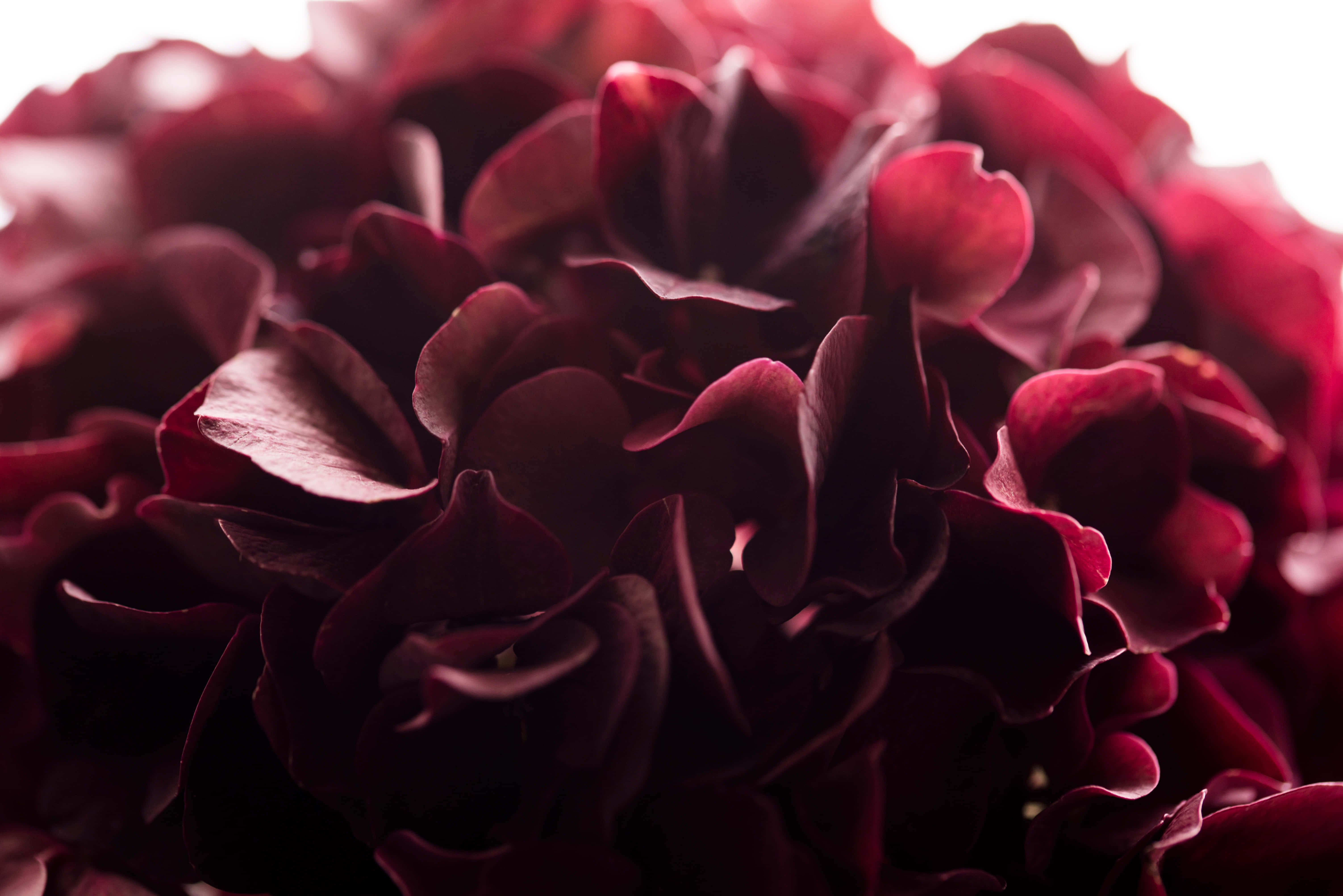 burgundy flower, deep burgundy hydrangea, gentle lake of green, 5K Desktop Wallpaper