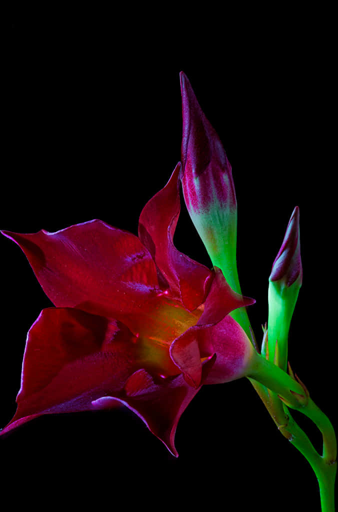 burgundy flower, creamy backdrop, stark black background, SD Phone Wallpaper