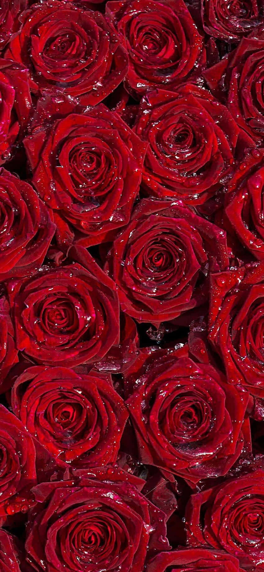 Burgundy Flower, vivid red roses, dewdrops, HD Phone Wallpaper
