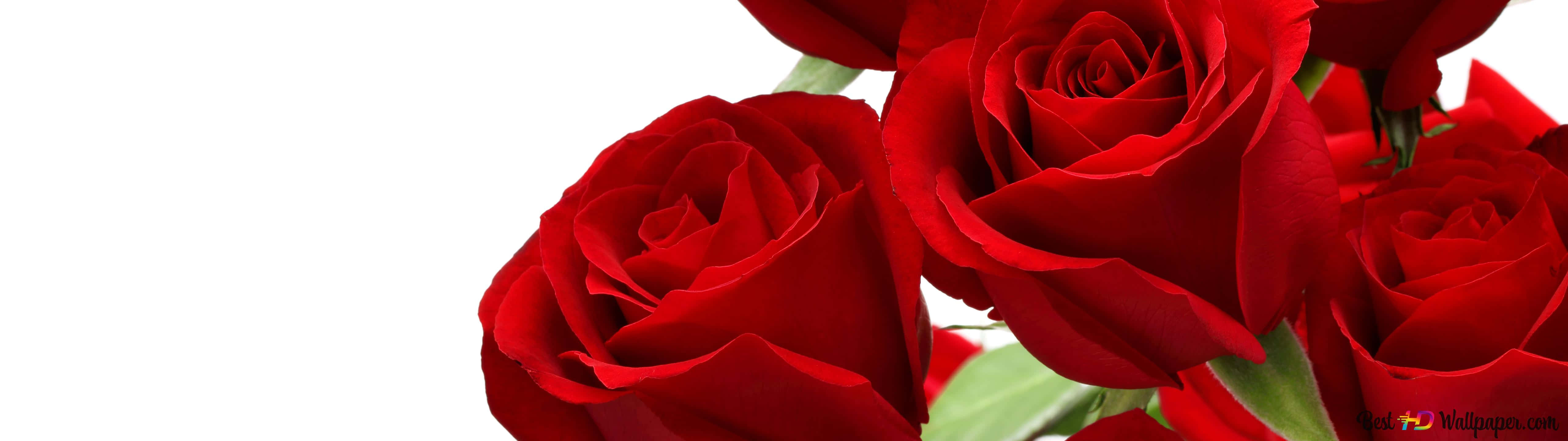 burgundy flower, 5120 x 1440, vibrant red roses, 5K Desktop Wallpaper
