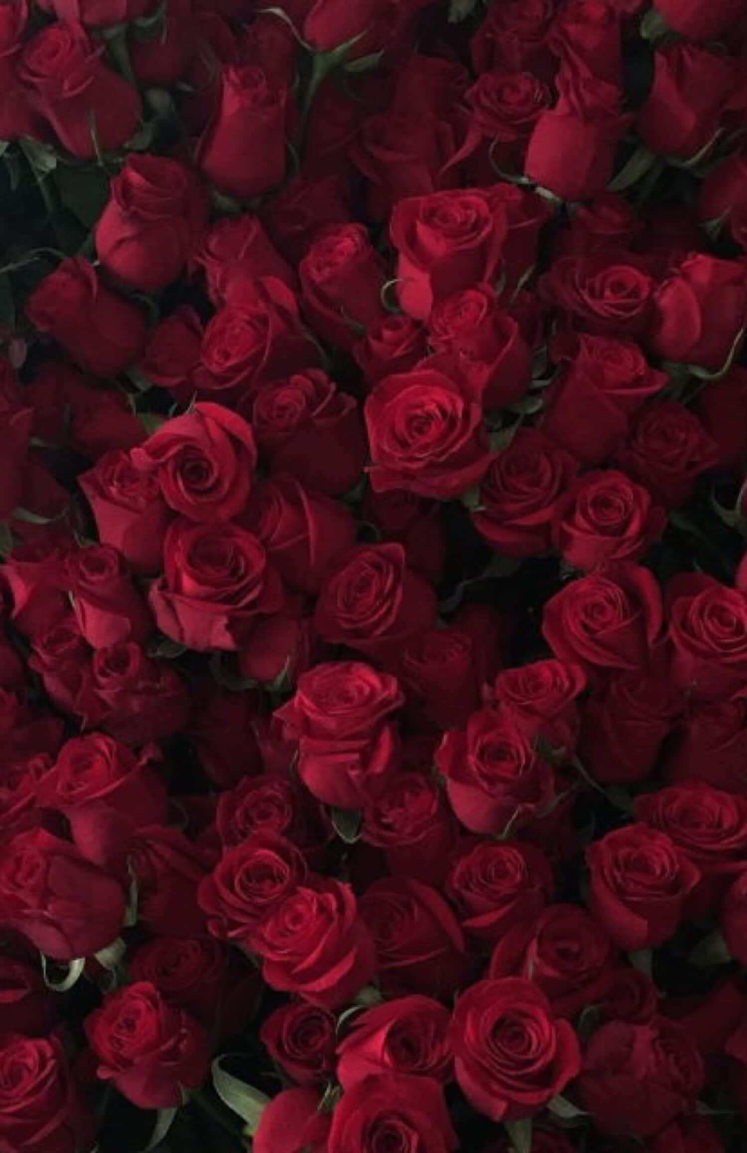 maroon aesthetic, velvety red roses, dark green stems and leaves, Full HD Phone Wallpaper