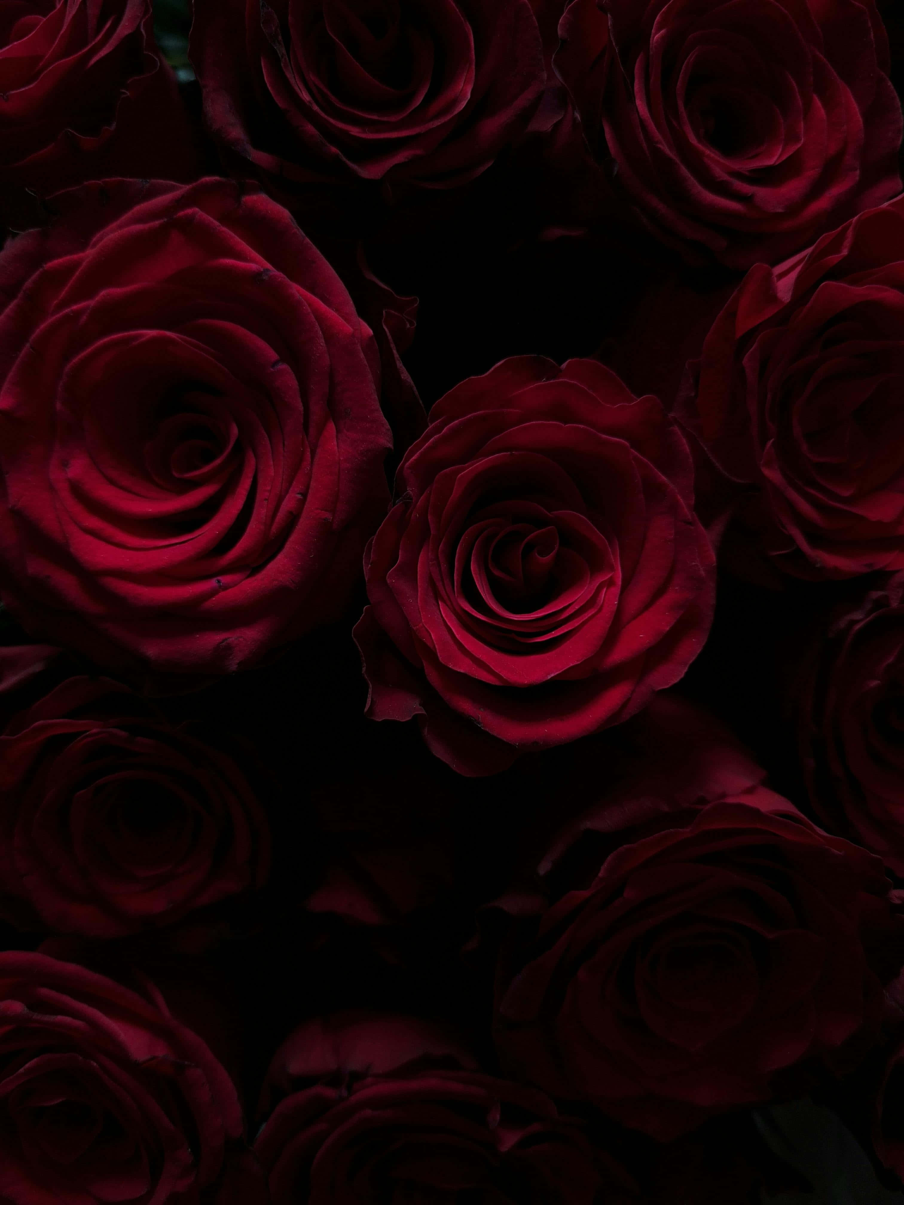 Burgundy Rose Blossoms Aesthetic, deep crimson roses, velvety petals, 4K Phone Wallpaper