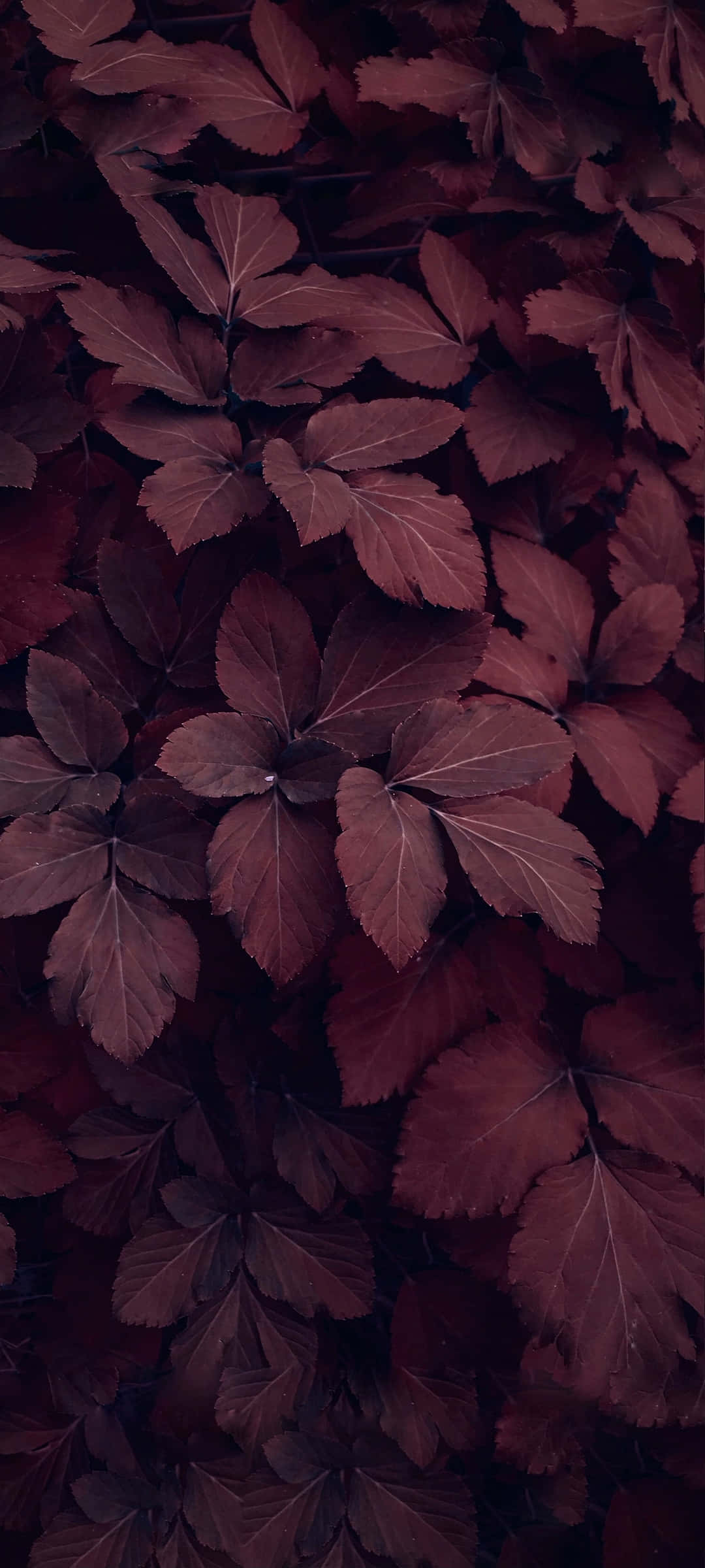 burgundy leaves, deep burgundy, visible veins, Full HD Phone Wallpaper