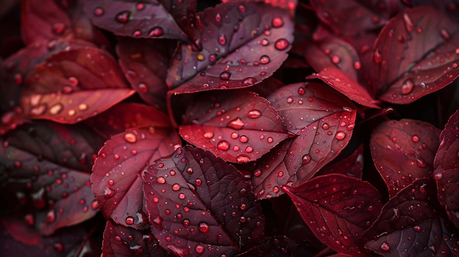 Burgundy, deep red leaves, dewdrops, Full HD Desktop Wallpaper