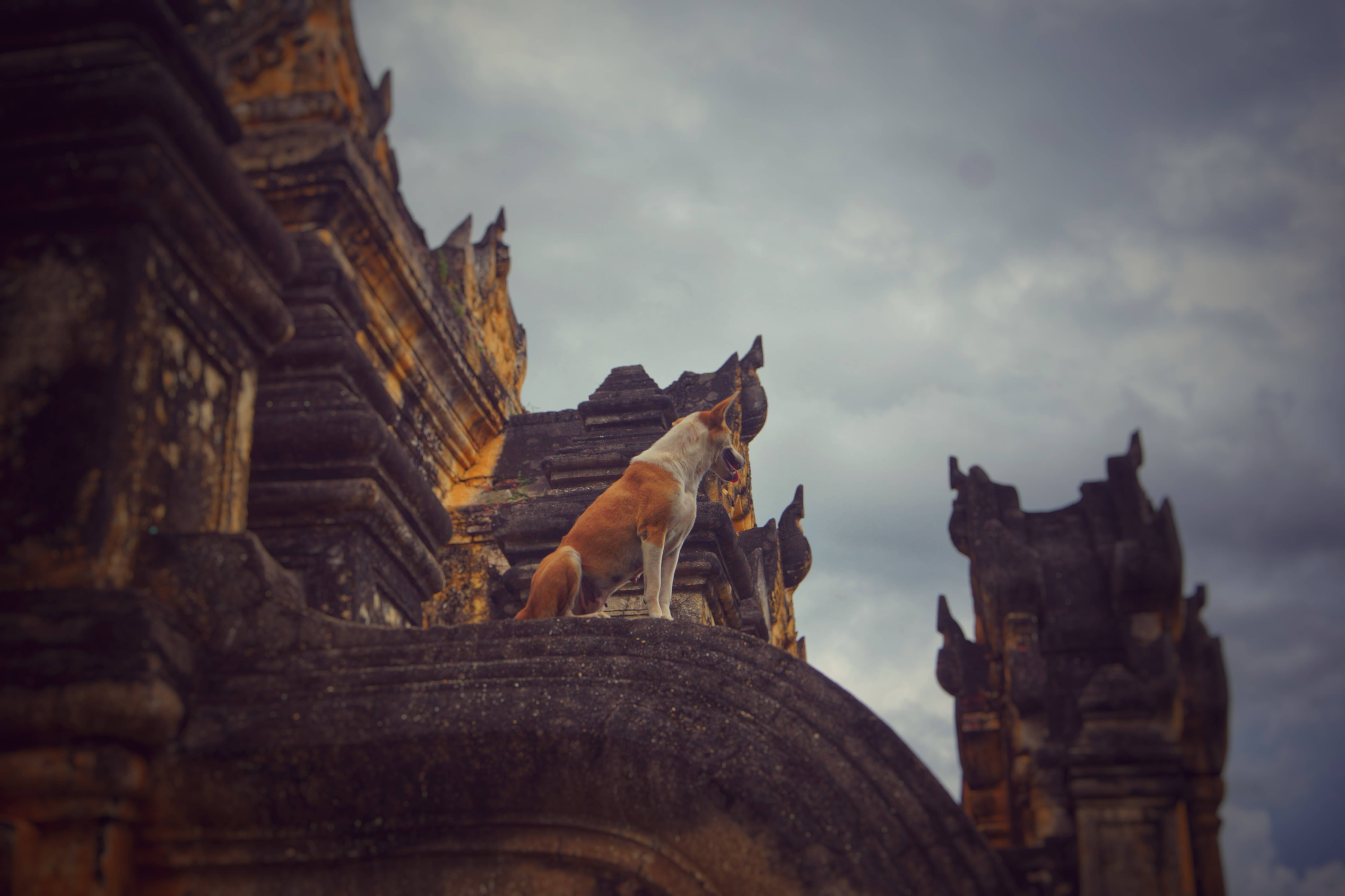 Burma, temple, dog, 5K Desktop Wallpaper