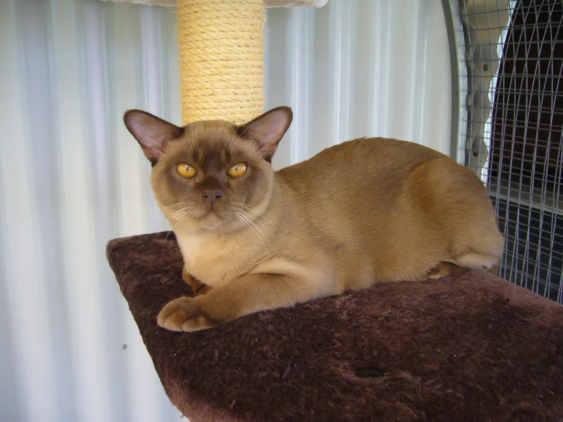 Burmese Cat