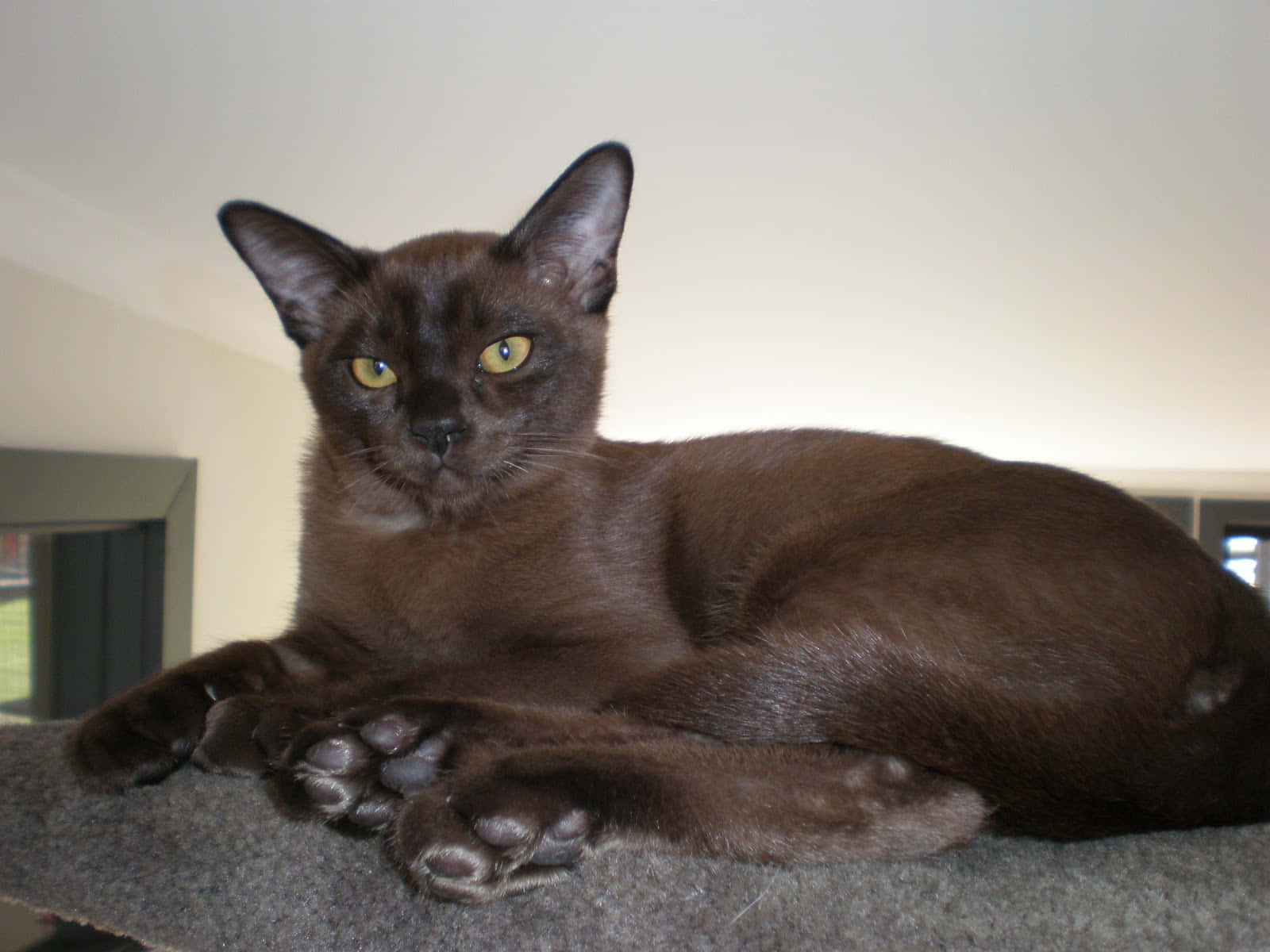 Burmese Cat, dark brown, yellow eyes, HD Desktop Wallpaper