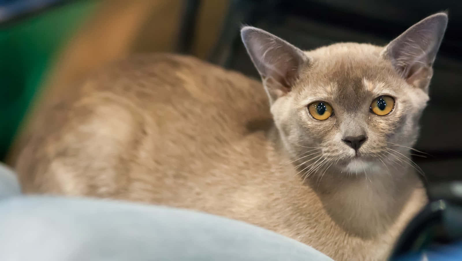 Burmese Cat, light brown, golden eyes, HD Desktop Wallpaper