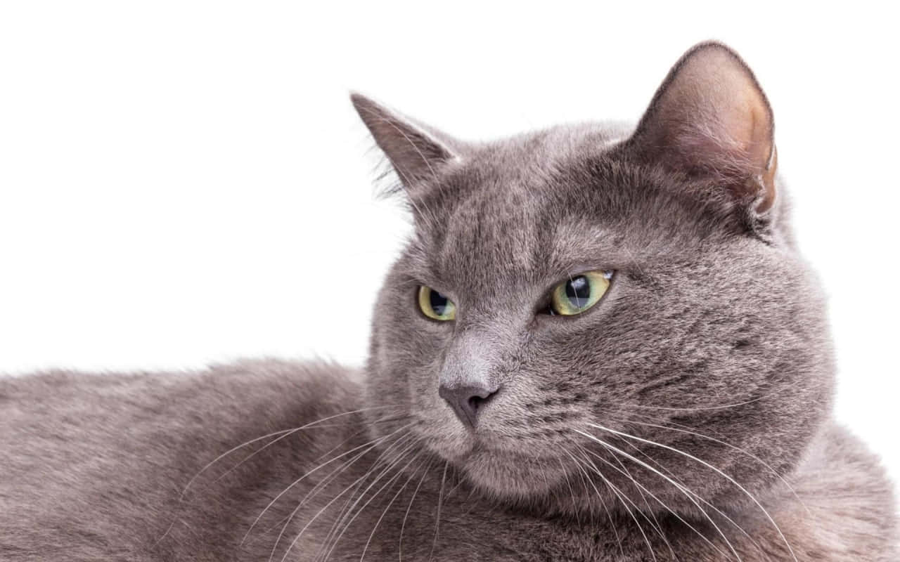 Burmese Cat, gray cat, striking green eyes, HD Desktop Wallpaper