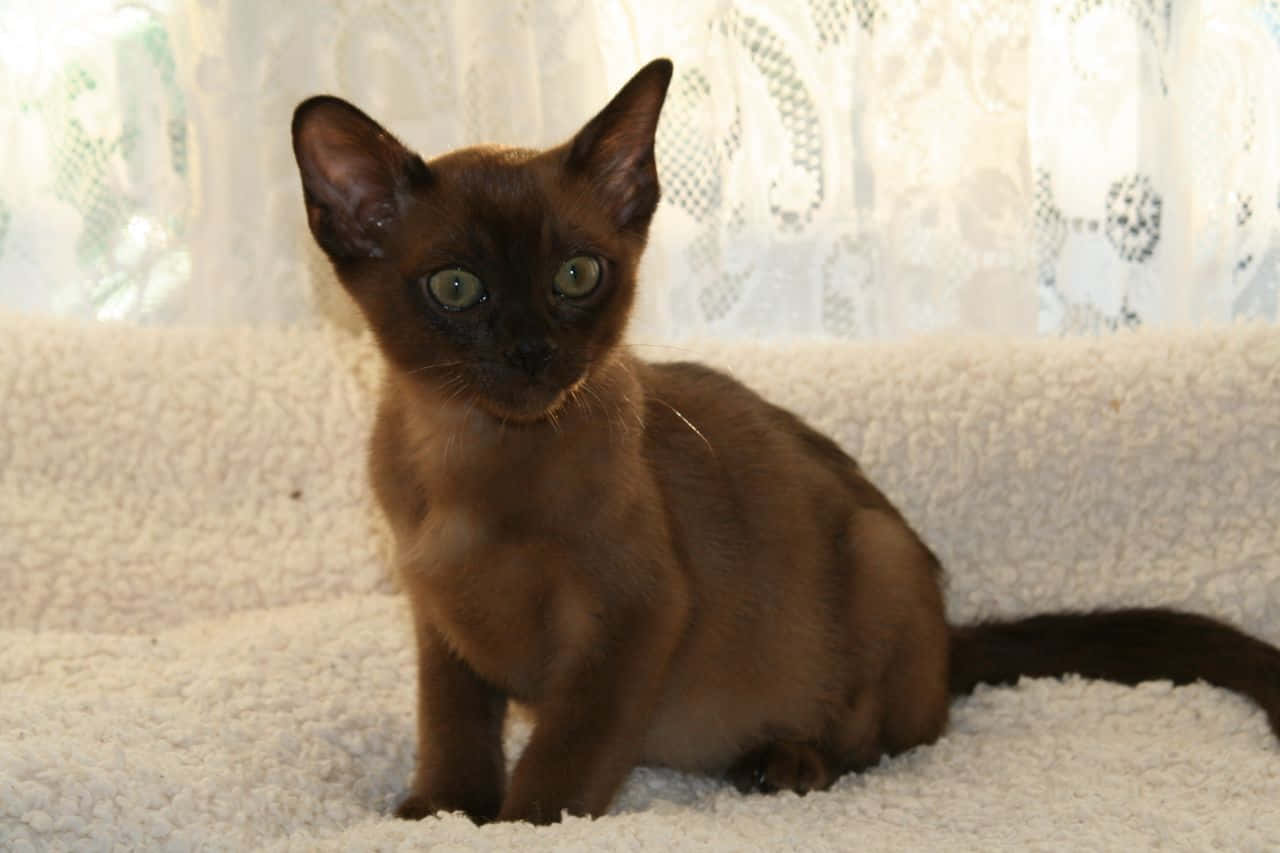 Burmese Cat, brown kitten, green eyes, HD Desktop Wallpaper