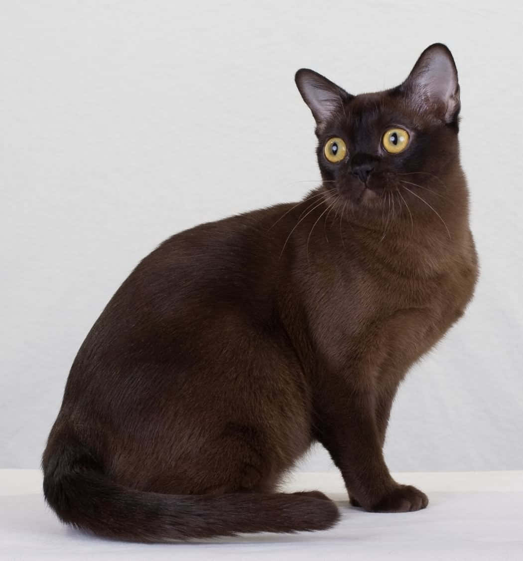 Burmese Cat, chocolate brown, golden eyes, SD Phone Wallpaper