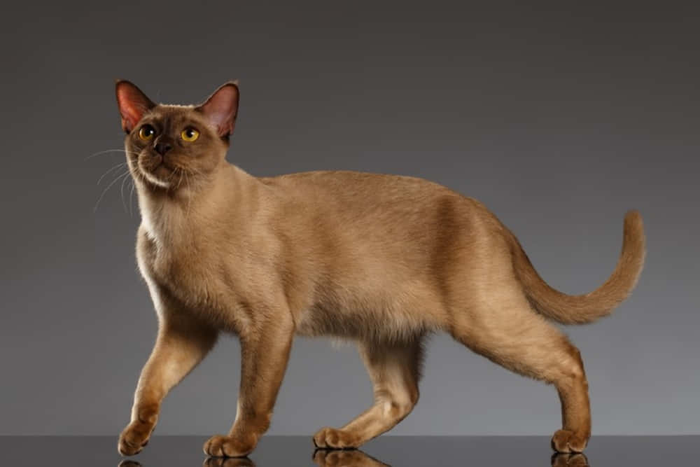Burmese Cat, sleek brown cat, striking yellow eyes, SD Desktop Wallpaper