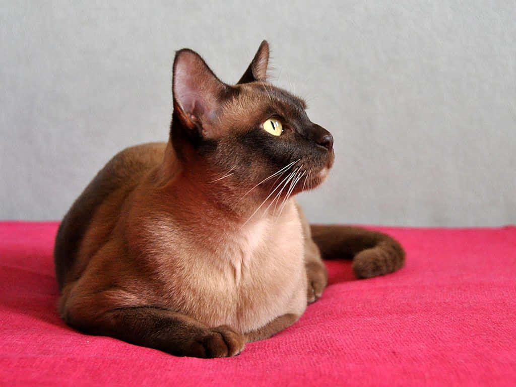 Burmese Cat, brown cat, yellow eyes, SD Desktop Wallpaper