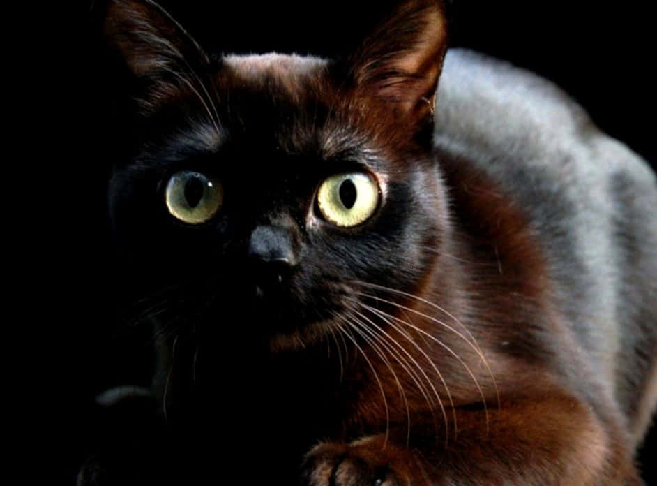 Burmese Cat, black cat, glowing yellow eyes, SD Desktop Wallpaper