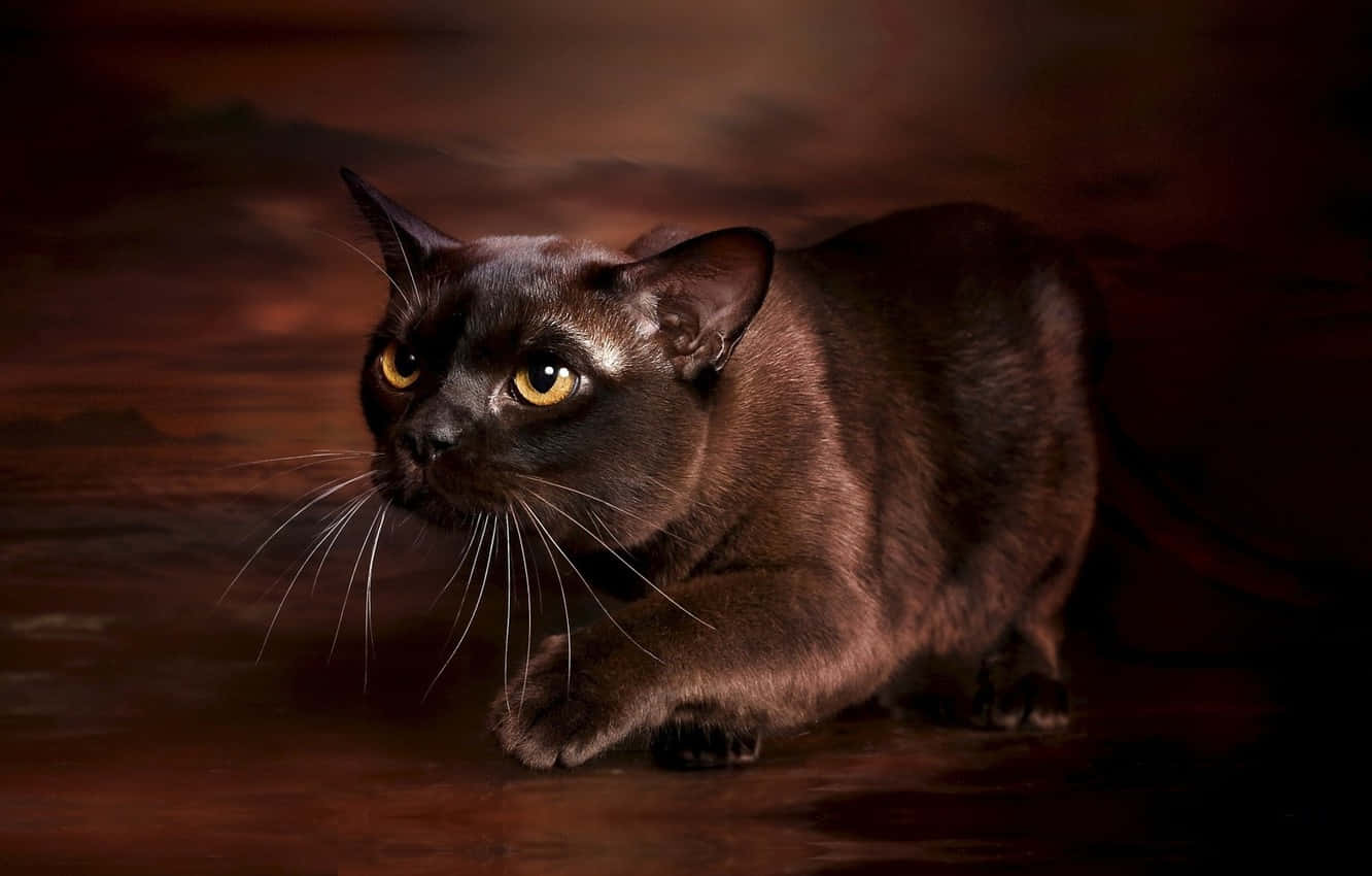Burmese Cat, sleek black cat, glowing amber eyes, HD Desktop Wallpaper