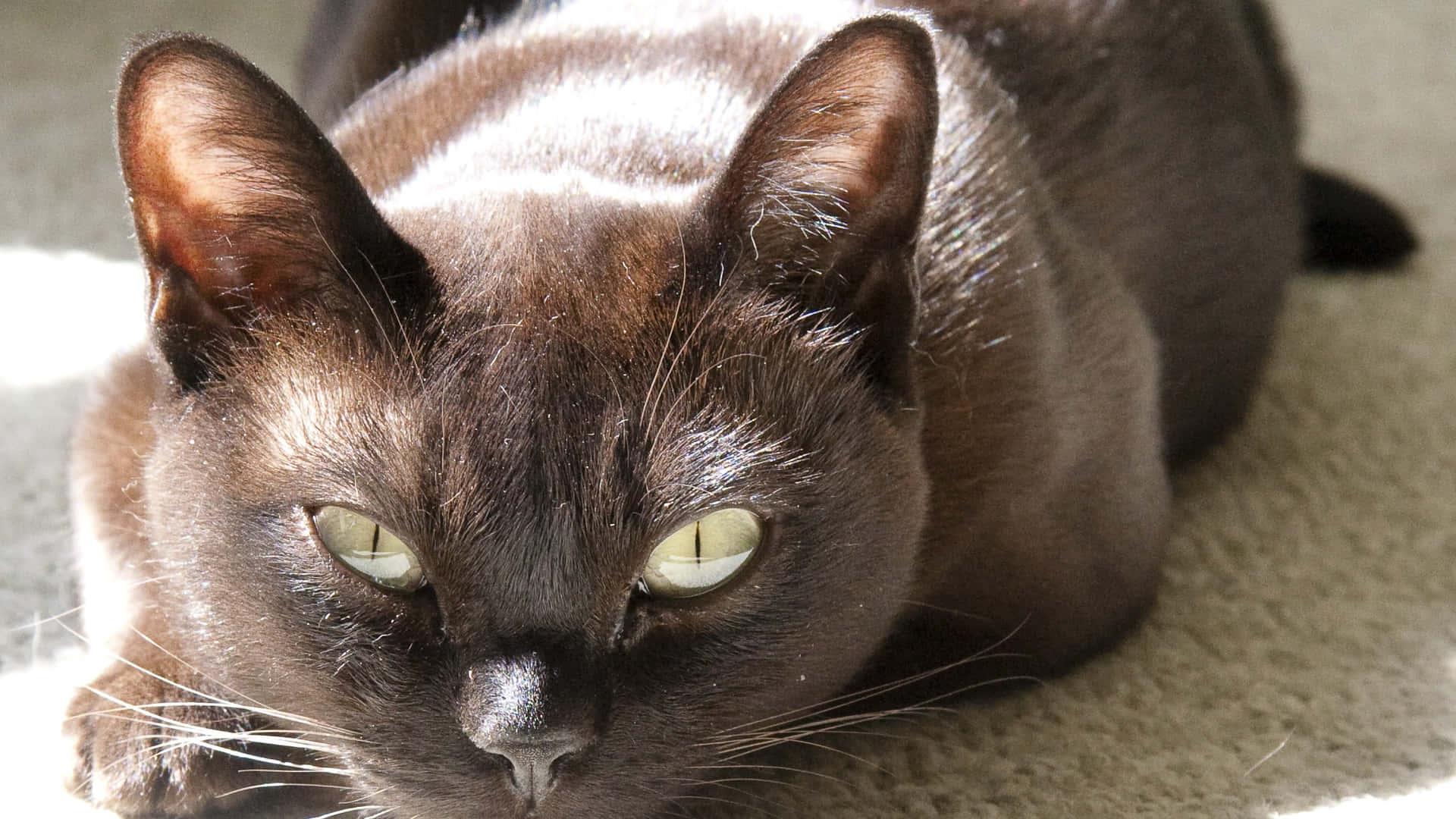 Burmese Cat, dark brown, green eyes, Full HD Desktop Wallpaper