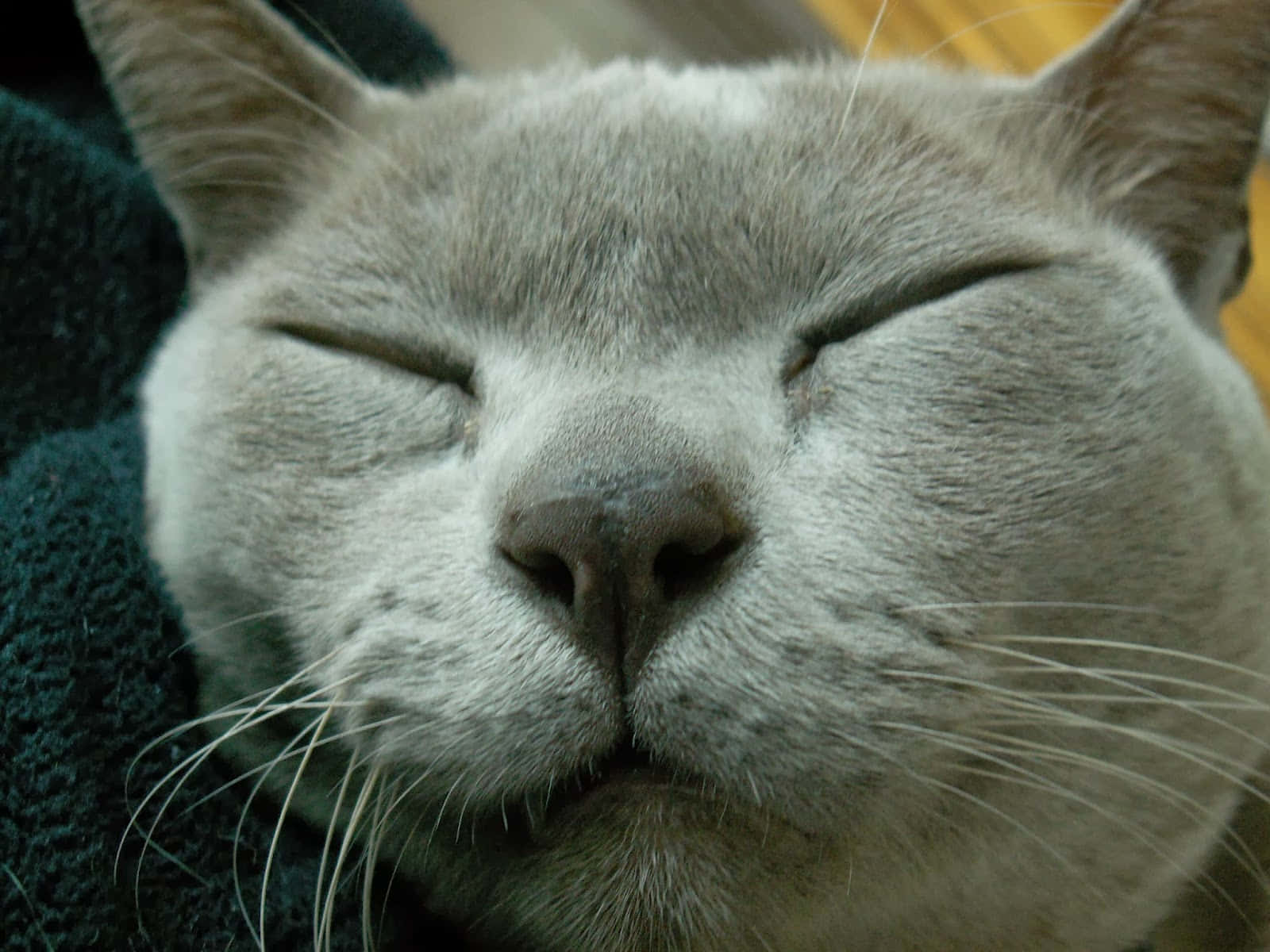 Burmese Cat, gray, closed eyes, HD Desktop Wallpaper
