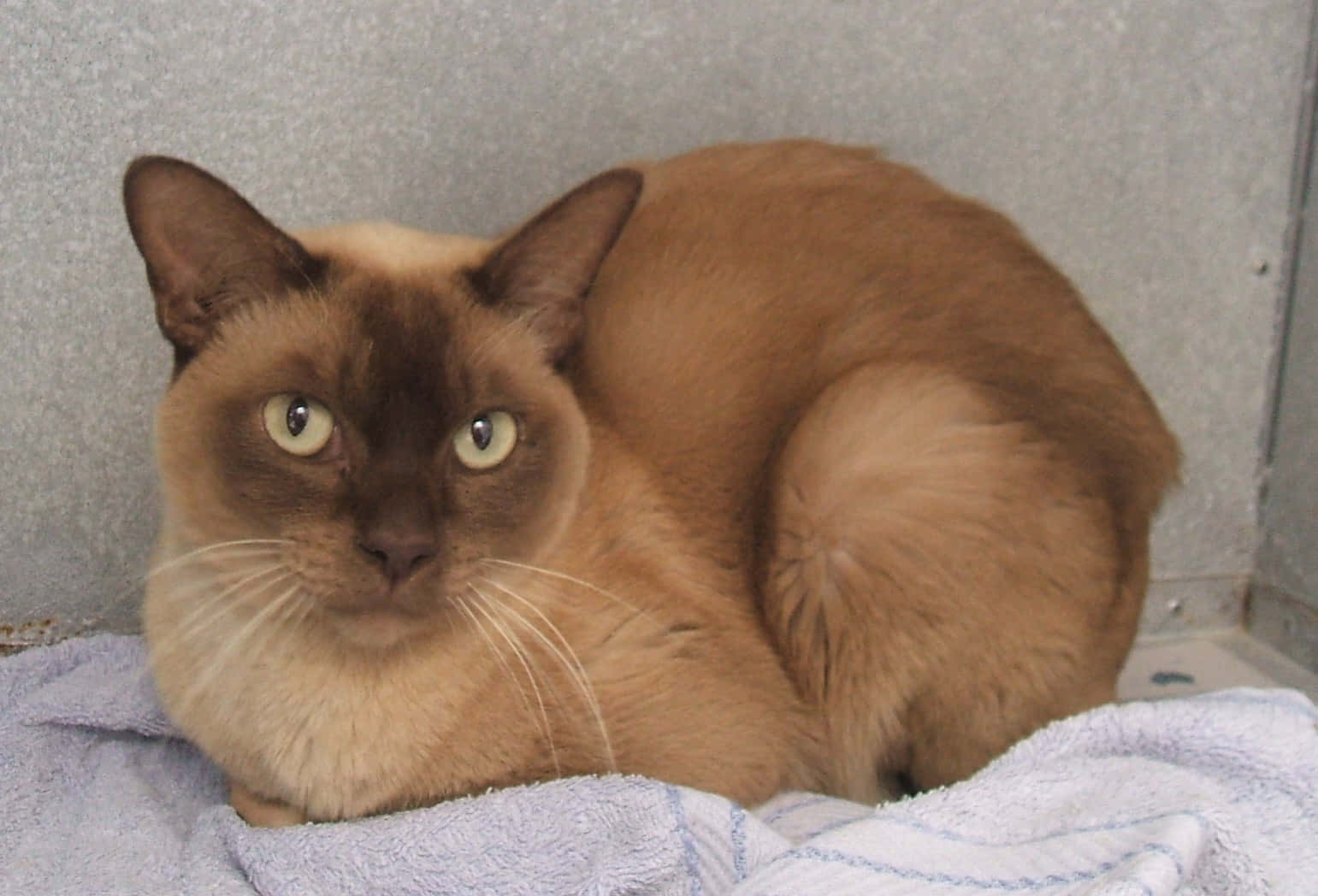 Burmese Cat, brown, green eyes, HD Desktop Wallpaper