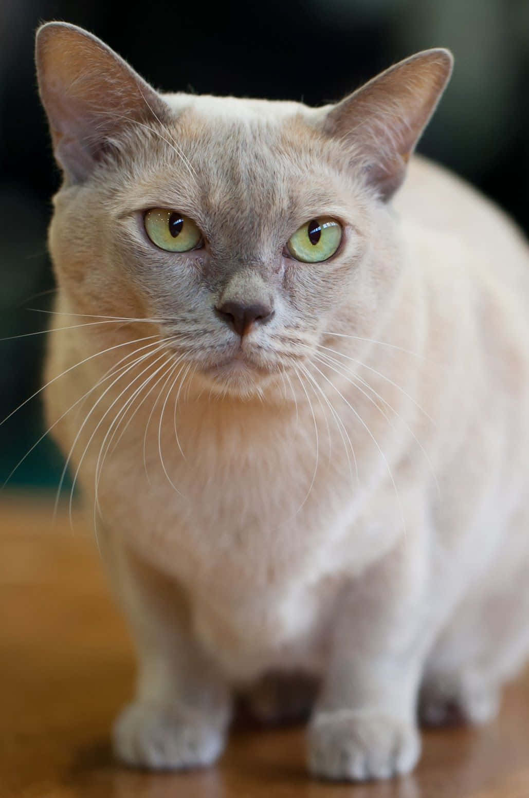 Burmese Cat, cream-colored, green eyes, HD Phone Wallpaper