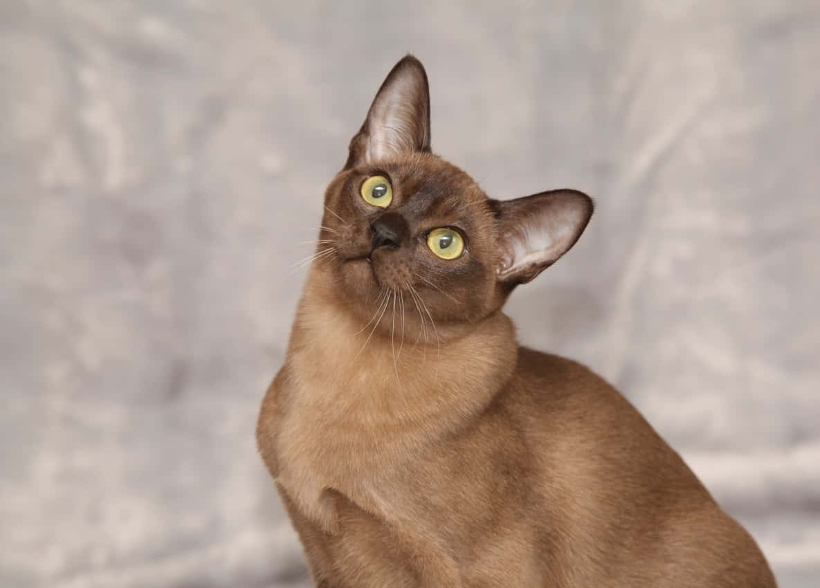 Burmese Cat, sleek brown cat, striking green eyes, SD Desktop Wallpaper