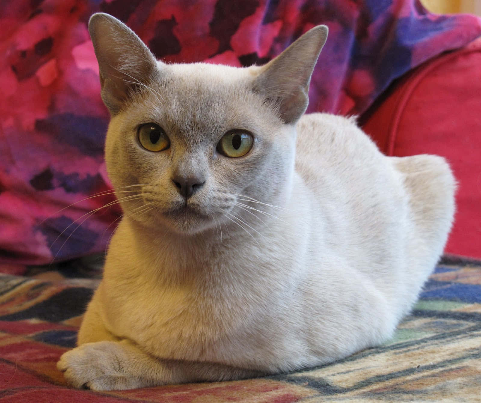 Burmese Cat, light gray, striking green eyes, HD Desktop Wallpaper