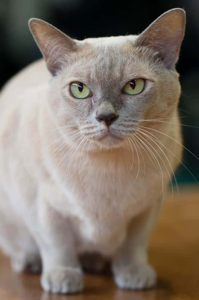Burmese Cat, cream-colored, green eyes, SD Phone Wallpaper