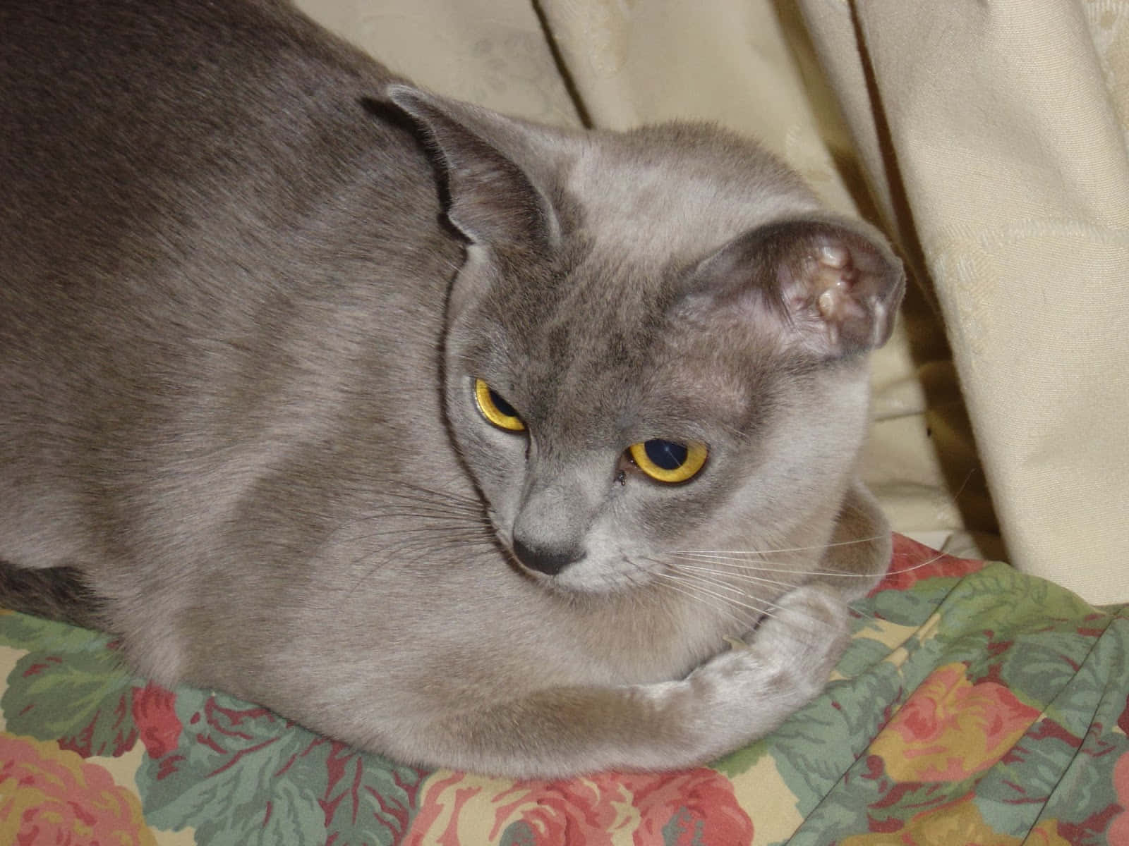 Burmese cat, gray, yellow eyes, HD Desktop Wallpaper