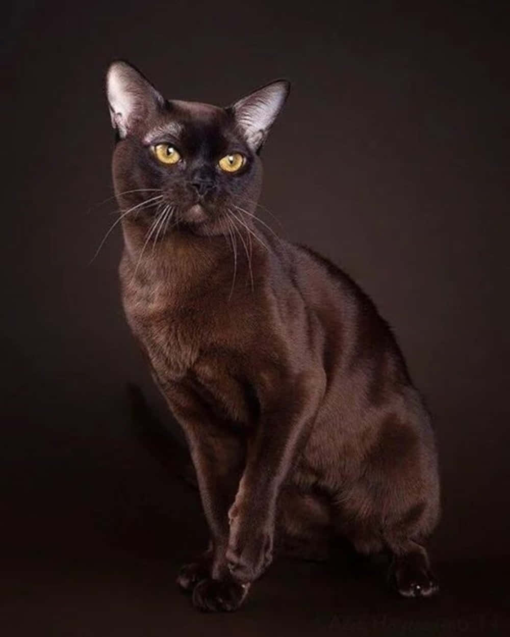 Burmese Cat, sleek black cat, golden eyes, SD Phone Wallpaper