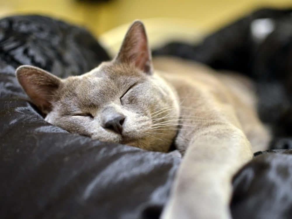 Burmese cat, gray, sunlight, SD Desktop Wallpaper