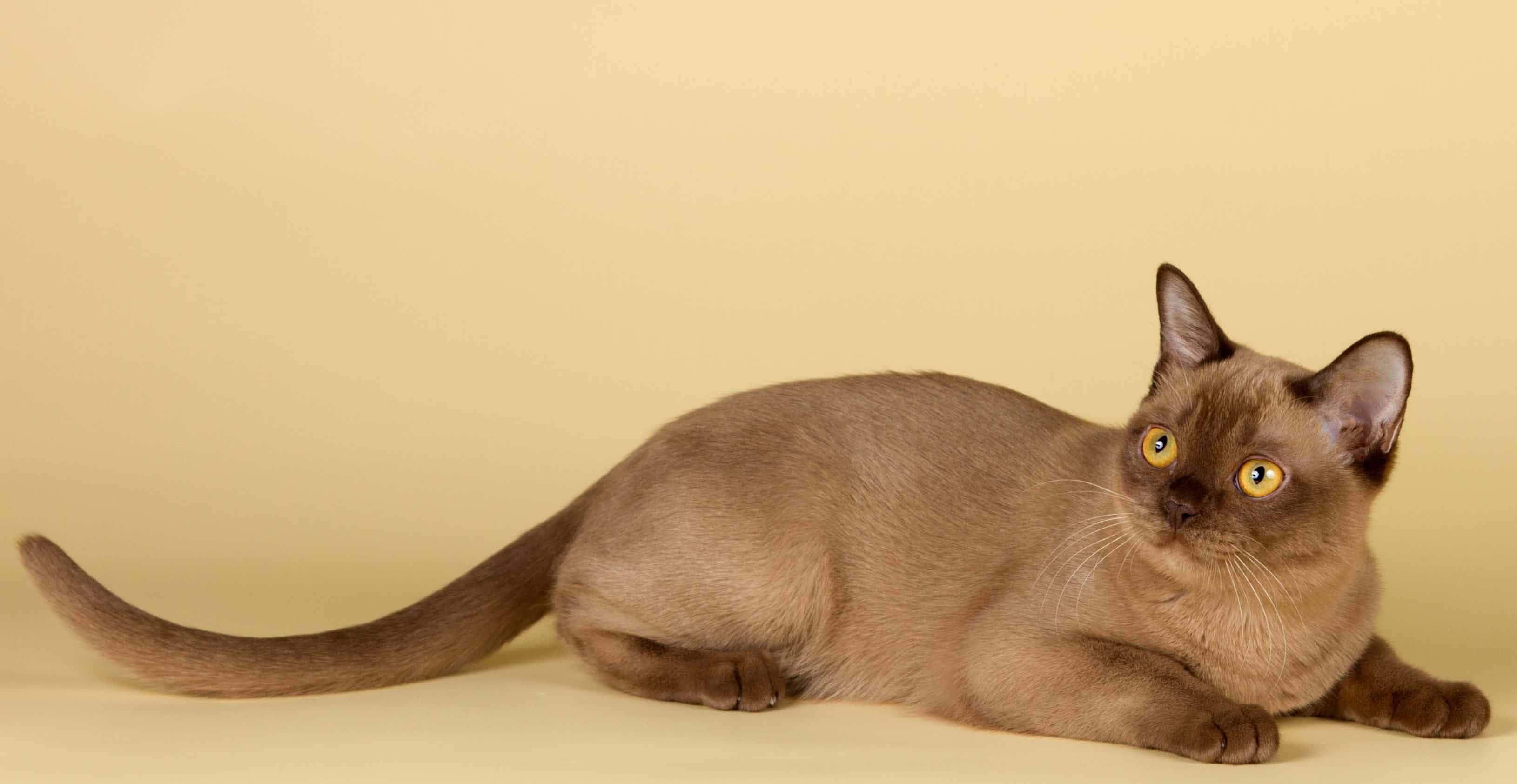 Burmese Cat, beige backdrop, yellow eyes, 2K Desktop Wallpaper