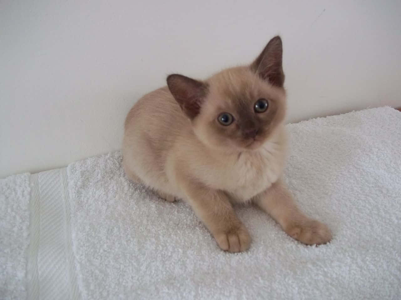 Burmese Cat, cream-colored, dark eyes, HD Desktop Wallpaper