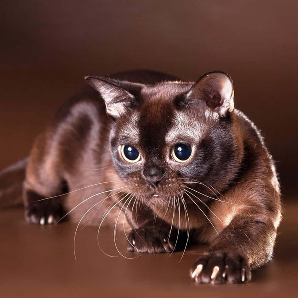 Burmese Cat, chocolate, blue eyes, SD Desktop Wallpaper