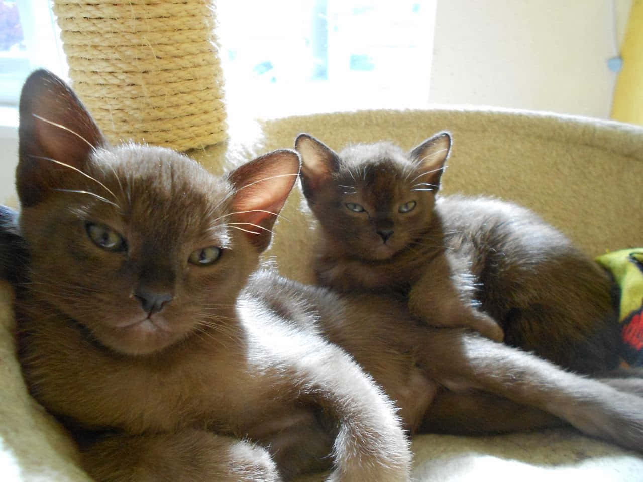 Burmese Cat, cat tree, soft sunlight, HD Desktop Wallpaper