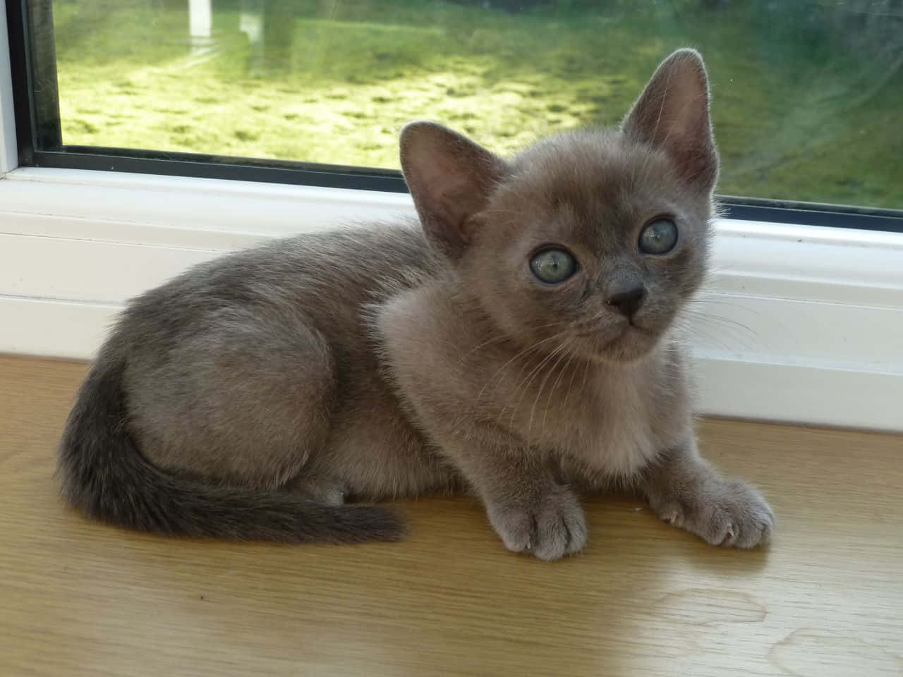 Burmese Cat, gray kitten, blue eyes, HD Desktop Wallpaper