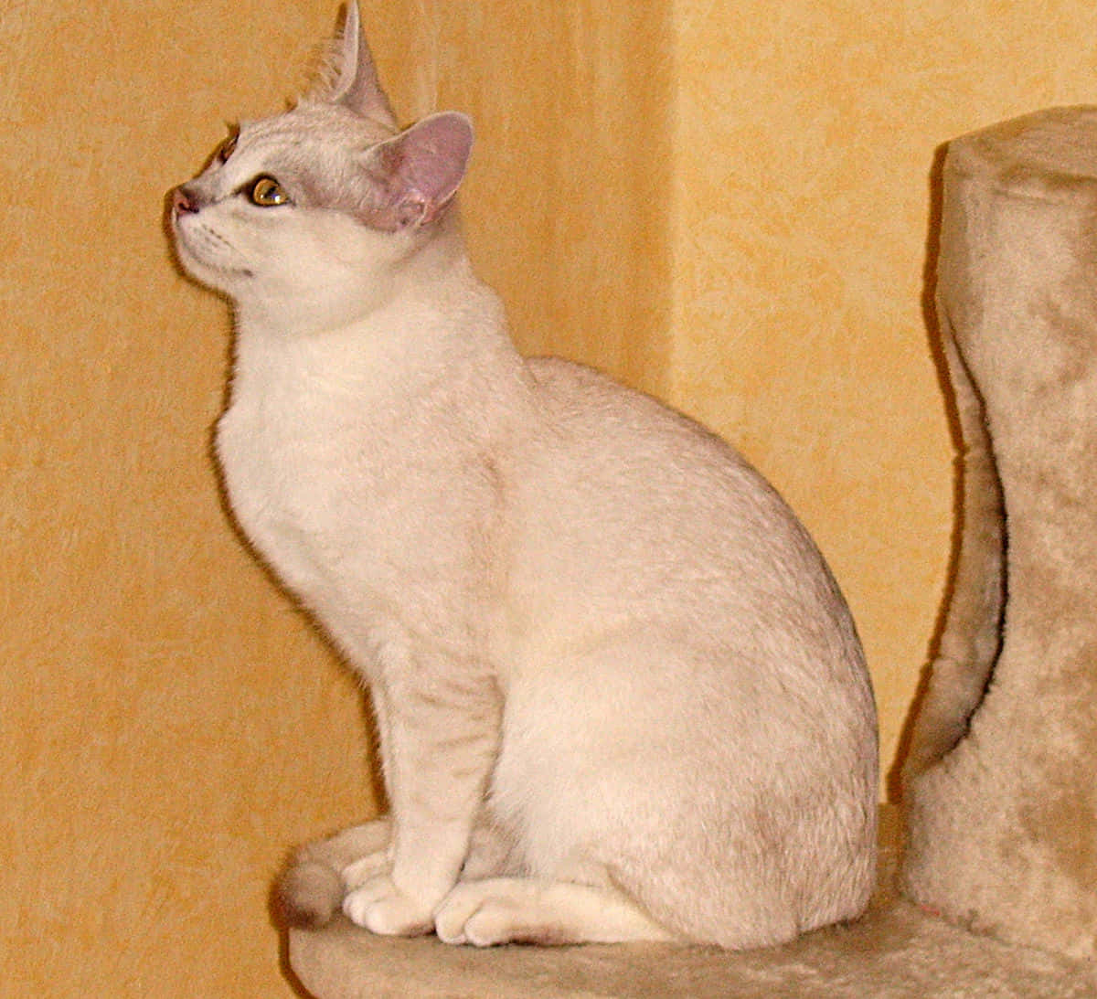 Burmilla, cream, amber eyes, SD Desktop Wallpaper