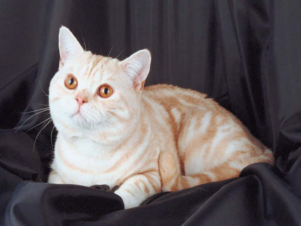 Burmilla, fluffy cream tabby, amber eyes, SD Desktop Wallpaper