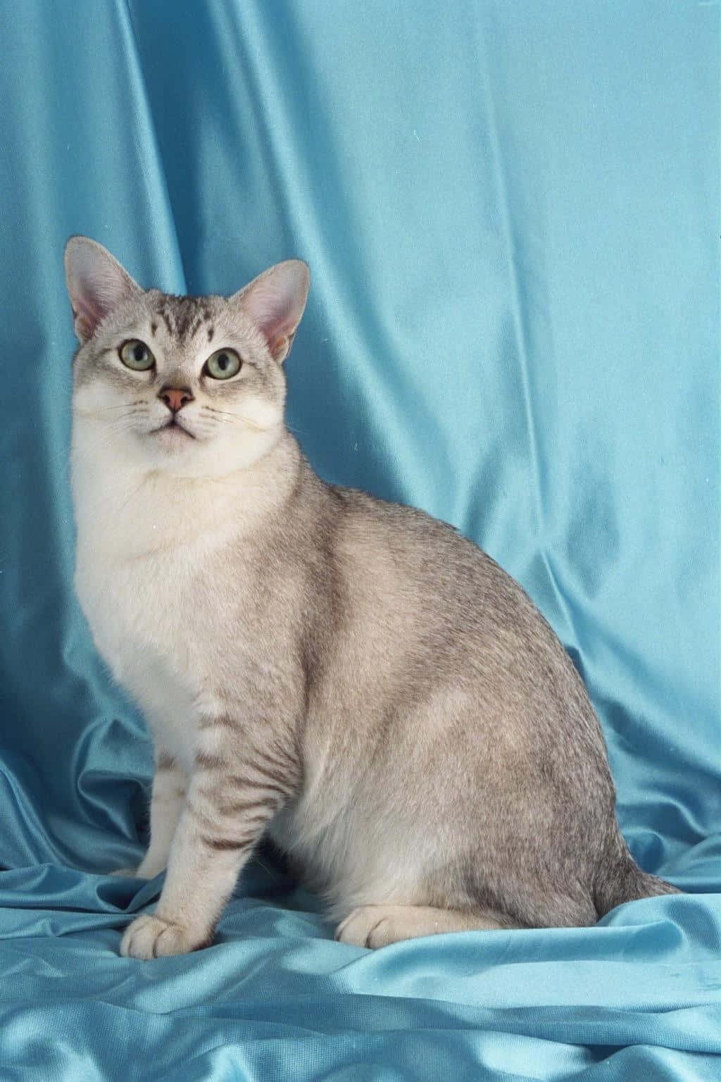 Burmilla, silver tabby, green eyes, HD Phone Wallpaper
