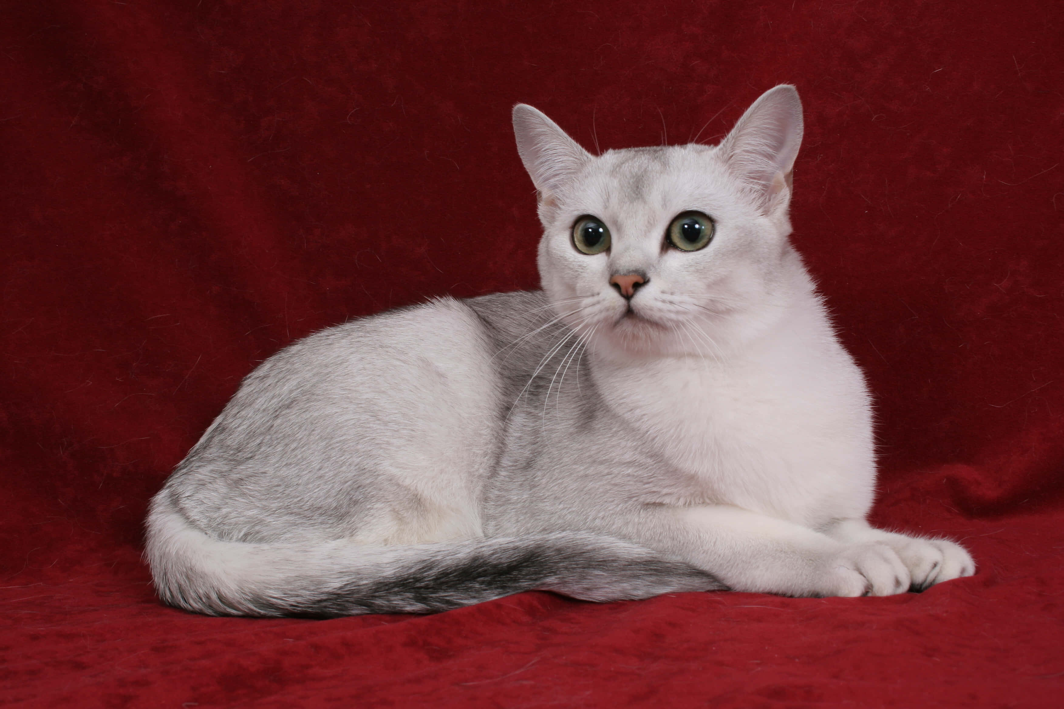 Burmilla, silver, green eyes, 2K Desktop Wallpaper