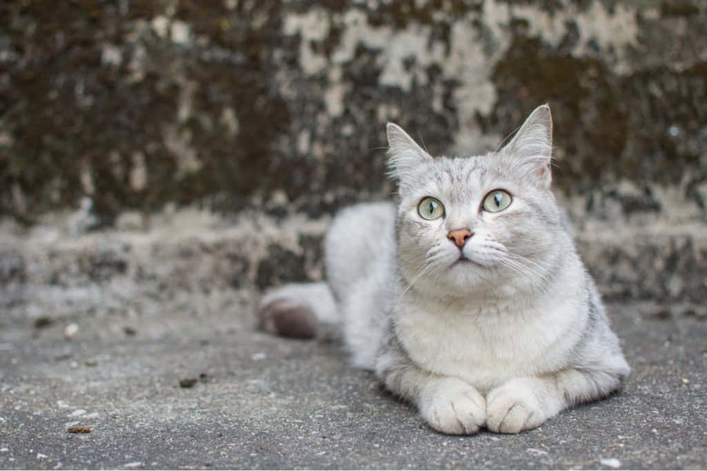 Burmilla, silver tabby, green eyes, SD Desktop Wallpaper