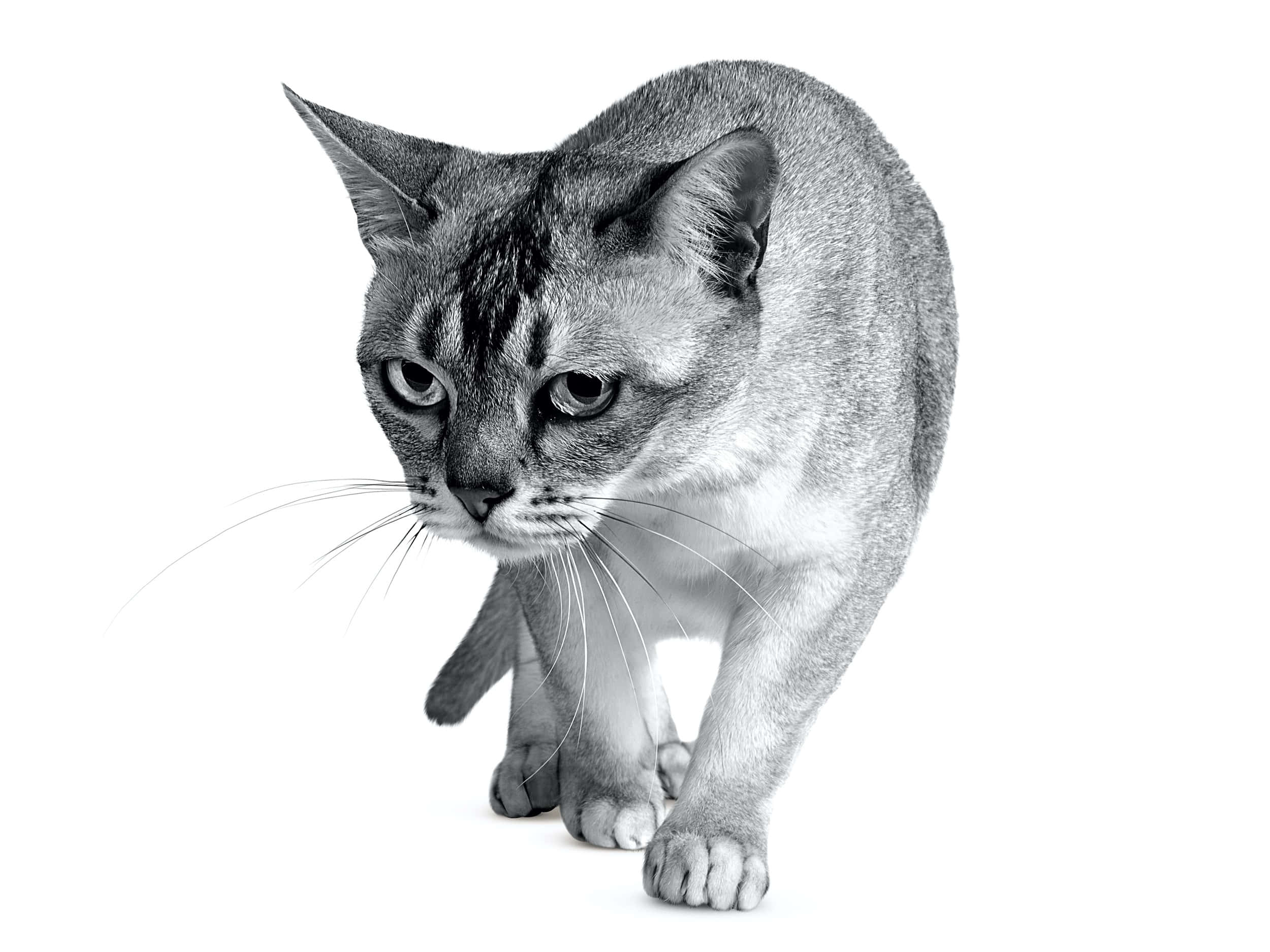 Burmilla, gray cat, sofa, Full HD Desktop Wallpaper