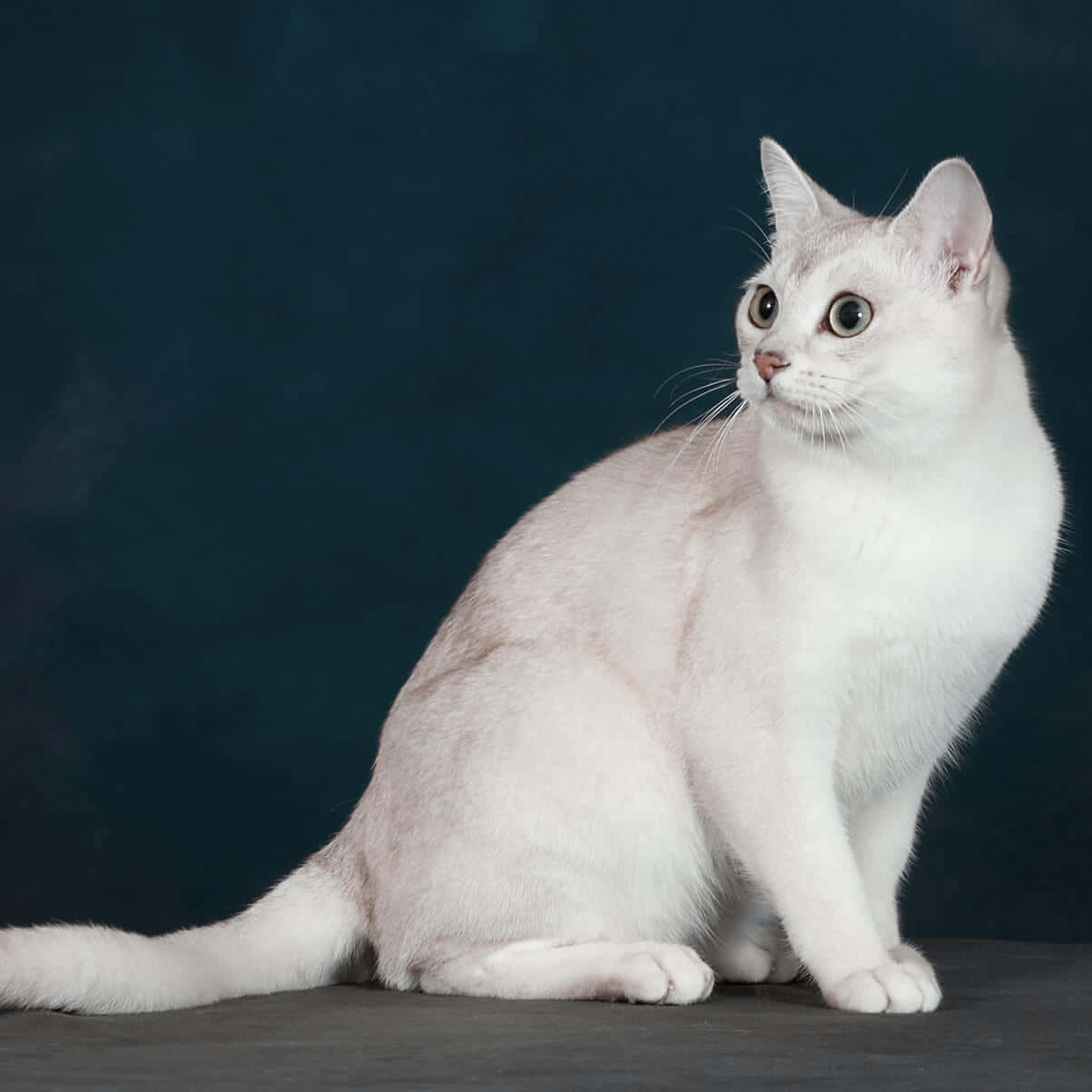 Burmilla, white cat, striking eyes, SD Desktop Wallpaper