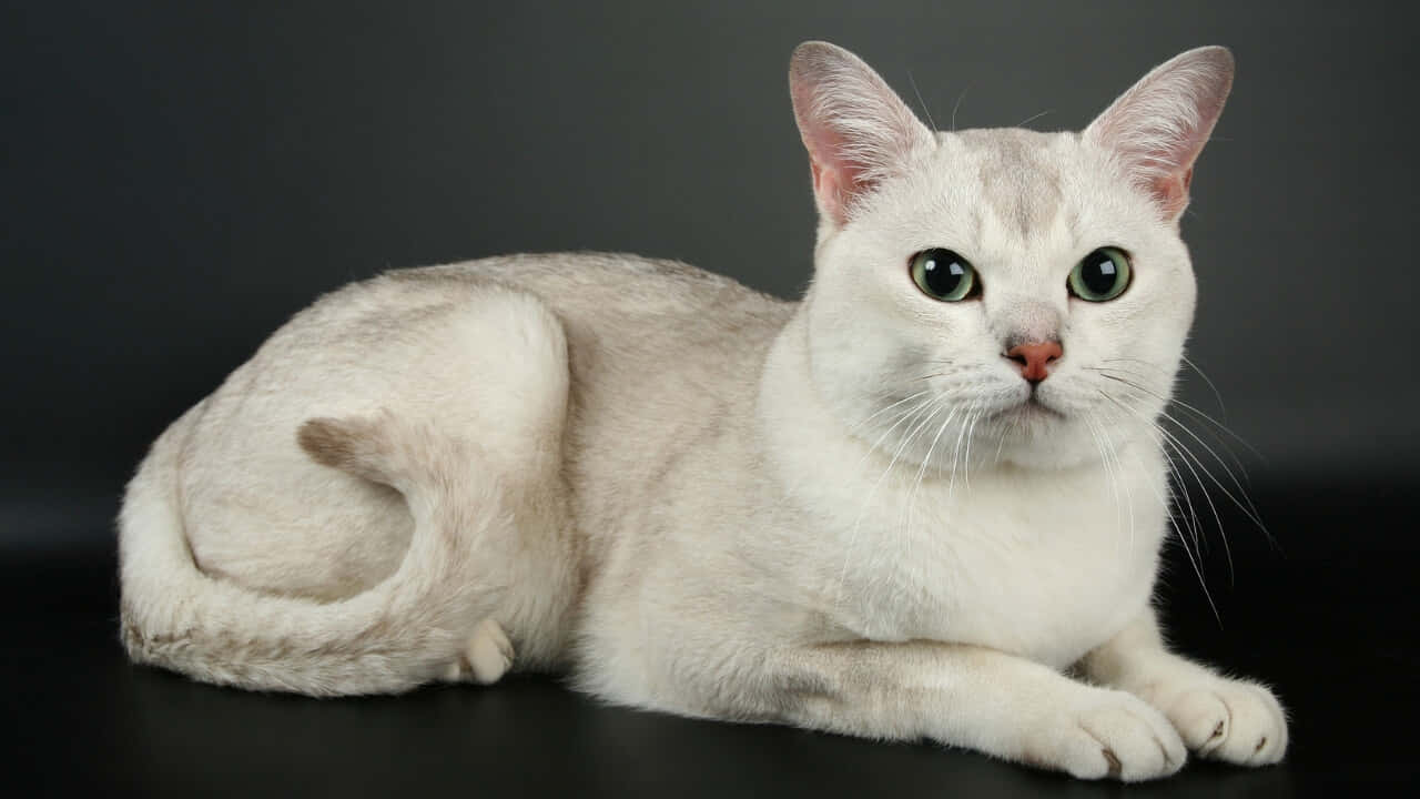 Burmilla, white cat, green eyes, HD Desktop Wallpaper